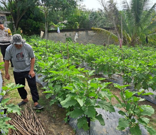 Bhabinkamtibmas Bumi Ayu Bersama Petani Cek Pekarangan Pangan Bergizi, Dukung Ketahanan Pangan Nasional