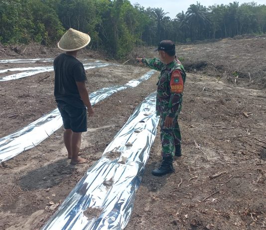 Babinsa Bukit Nenas Dampingi Budidaya Semangka, Dukung Swasembada Pangan di Dumai