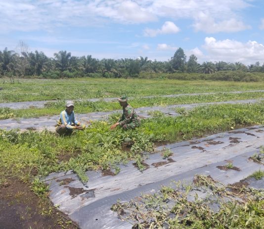 Babinsa Koramil 03/Sungai Sembilan Dampingi Petani Semangka Sekaligus Cegah Karhutla