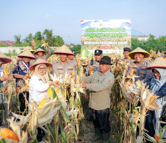 Panen Raya Jagung Pipil Kuartal III Polsek Kawasan Pelabuhan Dukung Swasembada Pangan Tahun 2026