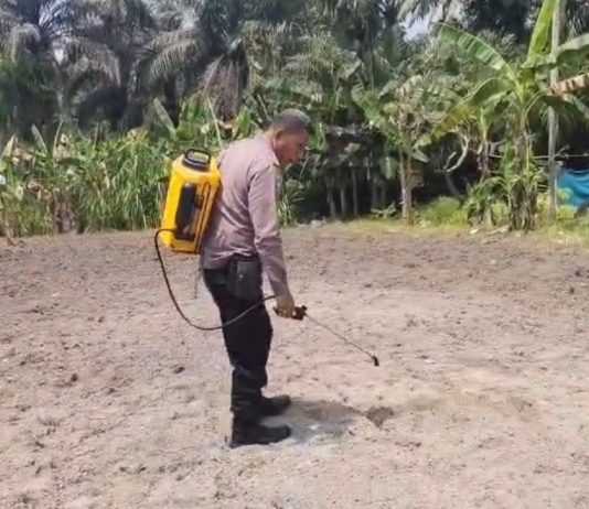 Polsek Dumai Timur Cek Perkembangan Lahan Jagung Pipil 2 Hektare Dukung Ketahanan Pangan
