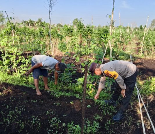 Bhabinkamtibmas Bersama Petani Cek Pekarangan Pangan Bergizi, Dukung Ketahanan Pangan Nasional