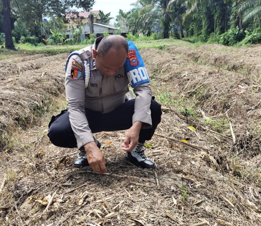 Polsek Dumai Timur Tanam Jagung Pipil di Lahan Ketapang, Dukung Ketahanan Pangan Nasional