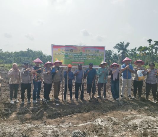 Penanaman Jagung Pipil Kuartal III di Dumai Selatan Dukung Swasembada Pangan 2026