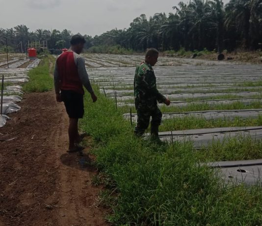Babinsa Dampingi Petani Basilam Baru Siapkan Lahan Melon dan Cabai, Ingatkan Cegah Karhutla