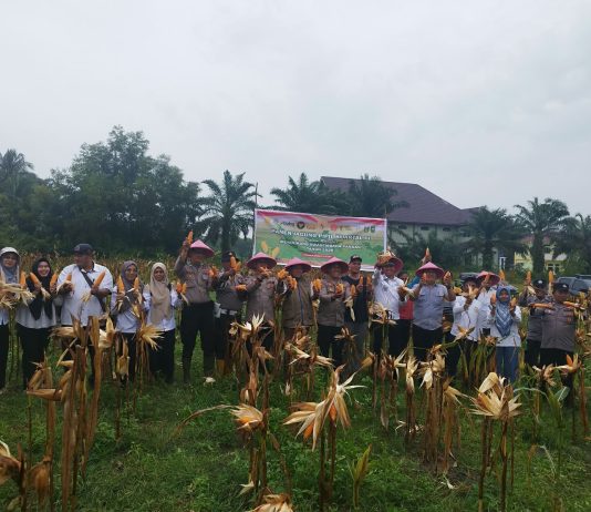 Panen Raya Jagung Pipil Kuartal III di Mekar Sari Dukung Swasembada Pangan 2026