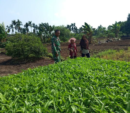 Babinsa Bagan Keladi Dampingi Warga Budidaya Kangkung Dukung Ketahanan Pangan