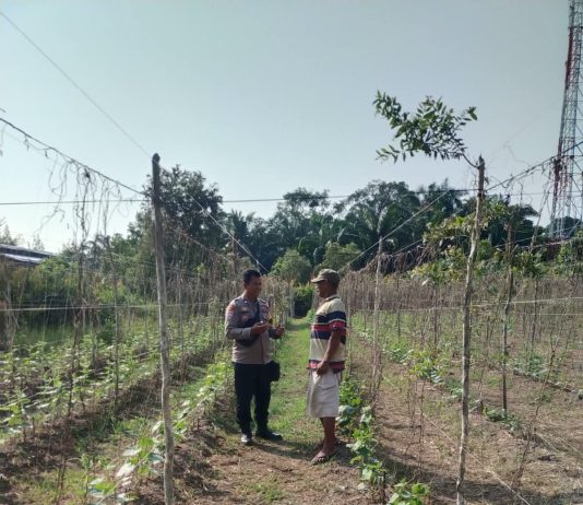 Bhabinkamtibmas Polsek Dumai Barat Cek Kebun Mentimun Dukung Ketahanan Pangan Nasional