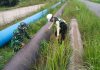 Jaga Keamanan Jalur Pipa Pertamina, Babinsa Koramil 01/Dumai Bersama Security Gelar Patroli