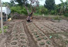 Bhabinkamtibmas Teluk Binjai Cek Pekarangan Pangan Bergizi, Dukung Ketahanan Pangan Nasional