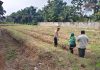 Panit 1 Binmas Polsek Dumai Timur Cek Perkembangan Jagung Pipil, Dukung Ketahanan Pangan Nasional