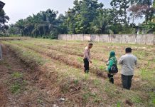Panit 1 Binmas Polsek Dumai Timur Cek Perkembangan Jagung Pipil, Dukung Ketahanan Pangan Nasional