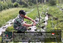 Babinsa Koramil 02/Bukit Kapur Dampingi Warga Kembangkan Tanaman Kacang Panjang