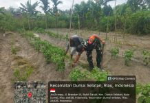 Babinsa Ratu Sima Gencarkan Patroli Karhutla dan Cegah Banjir, Sambil Dampingi Petani Kacang Panjang”