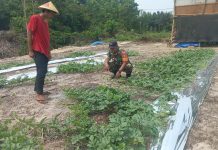 Dukung Swasembada Pangan, Babinsa Bukit Nenas Dampingi Warga Budidayakan Tanaman Semangka