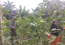 Dukung Ketahanan Pangan, Babinsa Dampingi Warga Tanam Kacang Panjang Sekaligus Cegah Karhutla