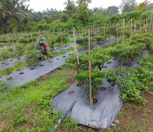 Babinsa Koramil 02/Bukit Kapur Dampingi Warga Tanam Cabai Merah Dukung Ketahanan Pangan di Mundam