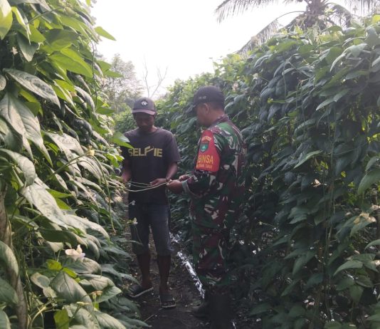 Babinsa Koramil 02/Bukit Kapur Dampingi Budidaya Kacang Panjang Warga, Dukung Ketahanan Pangan