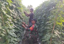 Babinsa Bagan Besar Timur Dampingi Warga Budidaya Kacang Panjang Dukung Ketahanan Pangan