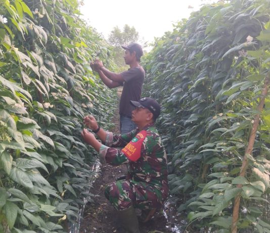 Babinsa Bagan Besar Timur Dampingi Warga Budidaya Kacang Panjang Dukung Ketahanan Pangan