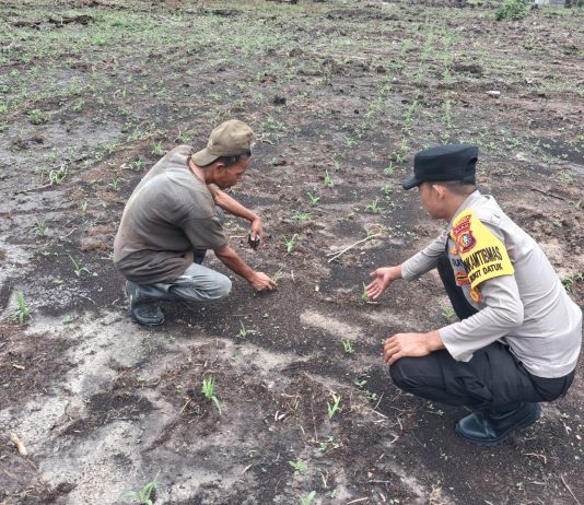 Bhabinkamtibmas Bukit Datuk Bersama Kelompok Tani Cek Pekarangan Pangan Bergizi