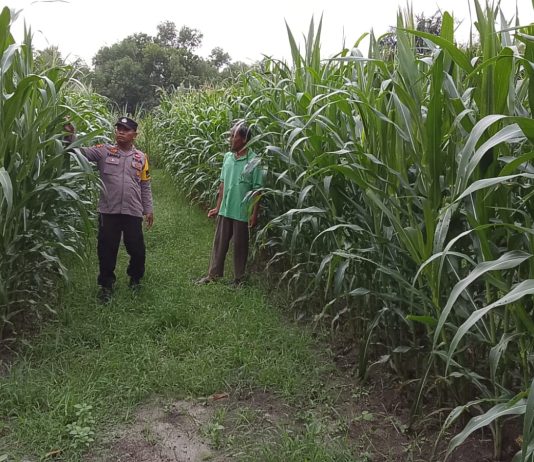 Bhabinkamtibmas Mekar Sari dan Petani Cek Lahan Jagung 1 Ha Dukung Program Prabowo