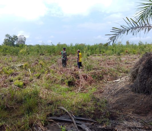 Babinsa Koramil 01/Dumai Patroli Karhutla dan Dampingi Budidaya Kangkung di Bagan Keladi