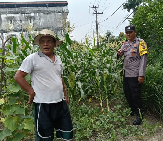 Bhabinkamtibmas Bumi Ayu Cek Tanaman Jagung, Dukung Ketahanan Pangan Nasional