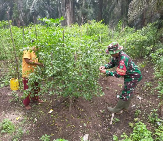Babinsa Bangsal Aceh Dampingi Budidaya Cabai Warga, Perkuat Ketahanan Pangan di Dumai