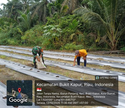Babinsa Gurun Panjang Dampingi Budidaya Cabai Merah, Dukung Swasembada Pangan di Dumai