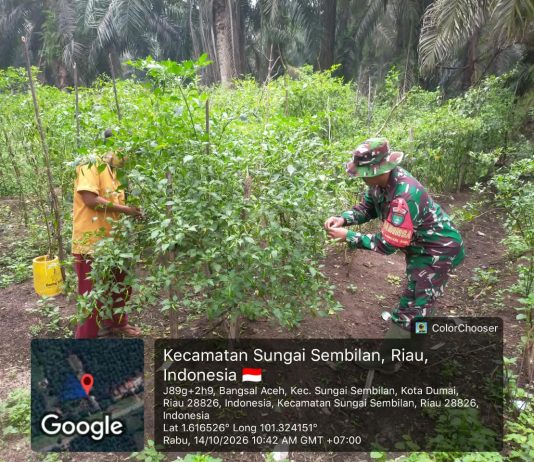 Dukung Swasembada Pangan, Babinsa Bangsal Aceh Dampingi Warga Budidayakan Cabai di Dumai