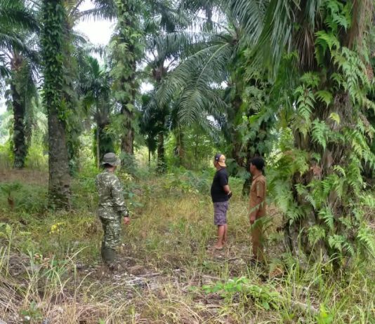 Cegah Karhutla di Dumai, Babinsa Koramil 03/Sungai Sembilan Sosialisasikan Bahaya Membakar Lahan