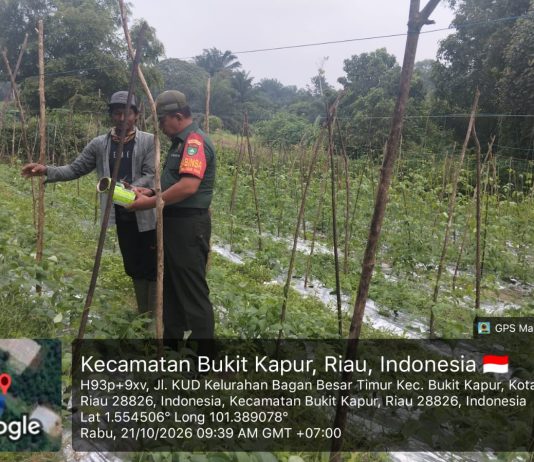 Babinsa Koramil 02/Bukit Kapur Dampingi Petani Kacang Panjang, Dukung Swasembada Pangan di Dumai